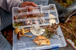 Collection of mushrooms from a mushroom hunt