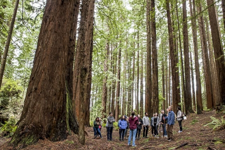 A class of students in the forest surrounded by large redwood trees