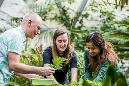 Professor Tomescu working with two students in the greenhouse